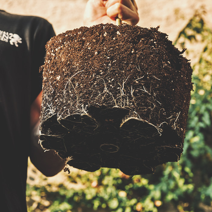 Wie man Cannabis mit dichten Blüten anbaut