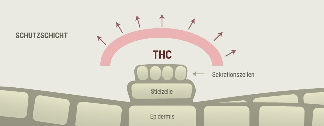 Cannabis und Rosacea-Symptome