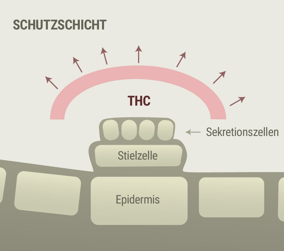 Cannabis und Rosacea-Symptome