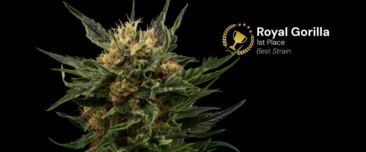 Royal Gorilla Cannabisblüte, ausgezeichnet mit dem 1. Platz beste Sorte, mit dichten harzigen Blüten und orangefarbenen Blütenstempeln vor schwarzem Hintergrund