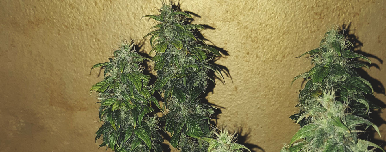 Royal CBDV Auto Royal CBDV Auto