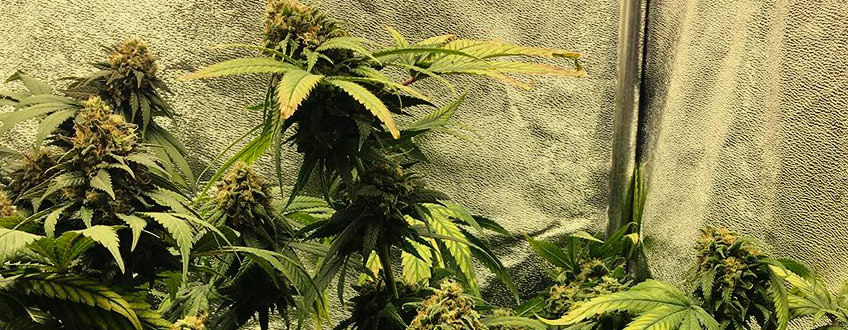 Royal Cookies Auto Royal Cookies Auto