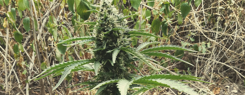 Royal Critical Auto Royal Critical Auto