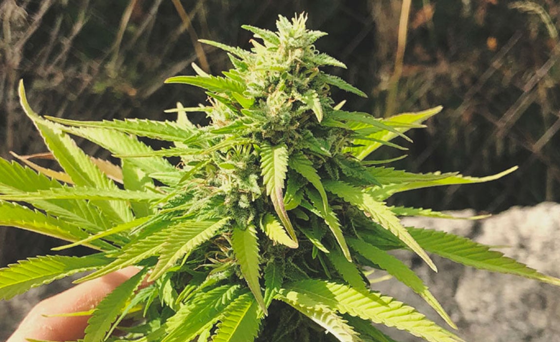 Top 10 High-Yielding Outdoor Cannabis Strains Top 10 High-Yielding Outdoor Cannabis Strains