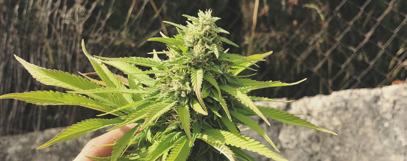 Top 10 High-Yielding Outdoor Cannabis Strains Top 10 High-Yielding Outdoor Cannabis Strains
