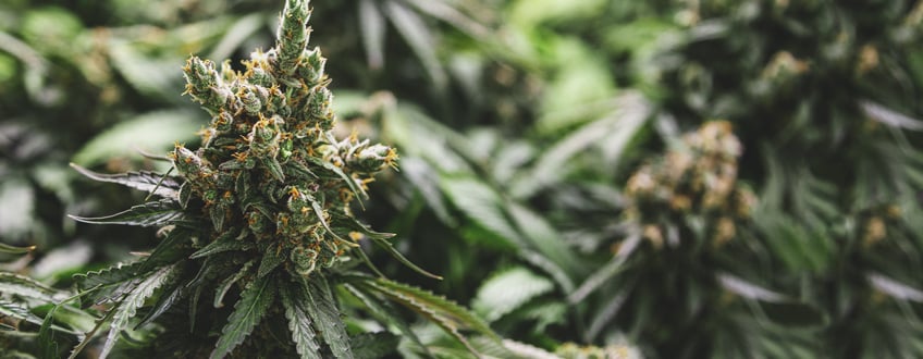 Cannabis Ruderalis Cannabis Ruderalis