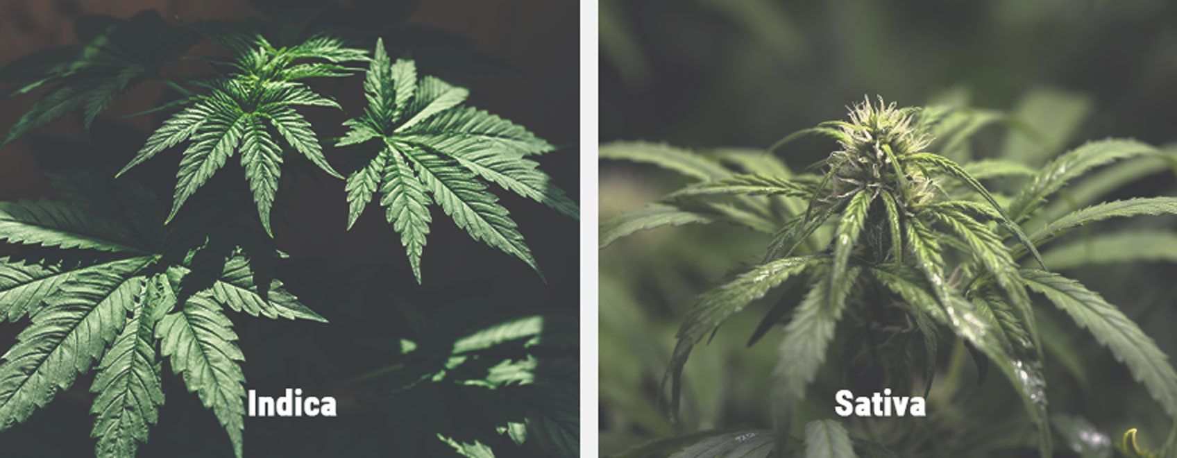 Reaktion von Sativa-Sorten auf die Licht-Dunkel-Periode Reaktion von Sativa-Sorten auf die Licht-Dunkel-Periode