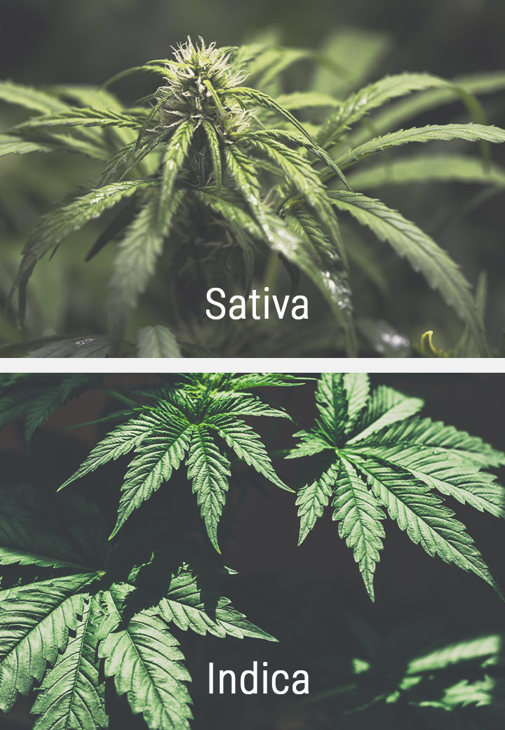 Reaktion von Sativa-Sorten auf die Licht-Dunkel-Periode Reaktion von Sativa-Sorten auf die Licht-Dunkel-Periode