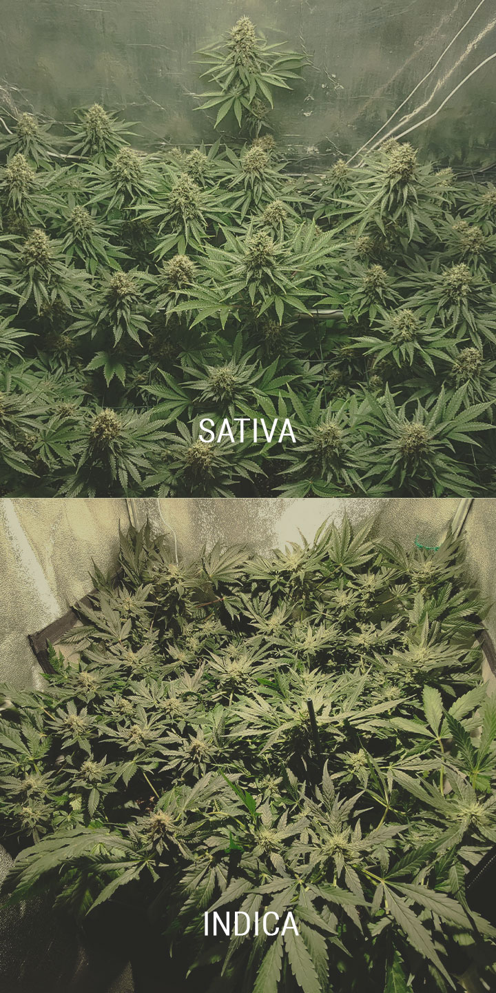 Bottom Chords Cannabis Bottom Chords Cannabis