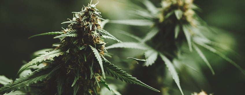 Cannabis Sativa Cannabis Sativa