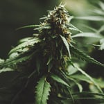 Sativas Sativas