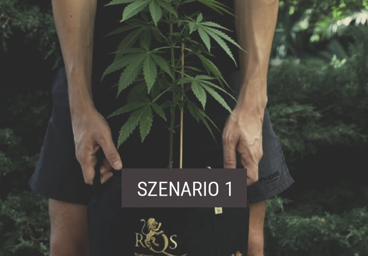 Szenario 1: Wie Du Indoor-Pflanzen ins Freie bringst, um ihre Wachstumsphase fortzusetzen Szenario 1: Wie Du Indoor-Pflanzen ins Freie bringst, um ihre Wachstumsphase fortzusetzen