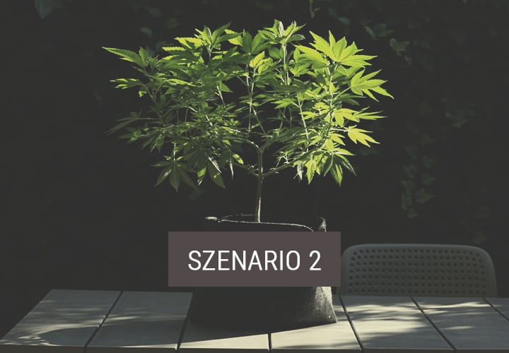 Szenario 2: Wie Du Cannabispflanzen nach draußen bringst, um die Blüte einzuleiten