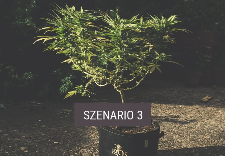 Szenario 3: Wie Du Indoor-Pflanzen stundenweise nach draußen bringst Szenario 3: Wie Du Indoor-Pflanzen stundenweise nach draußen bringst