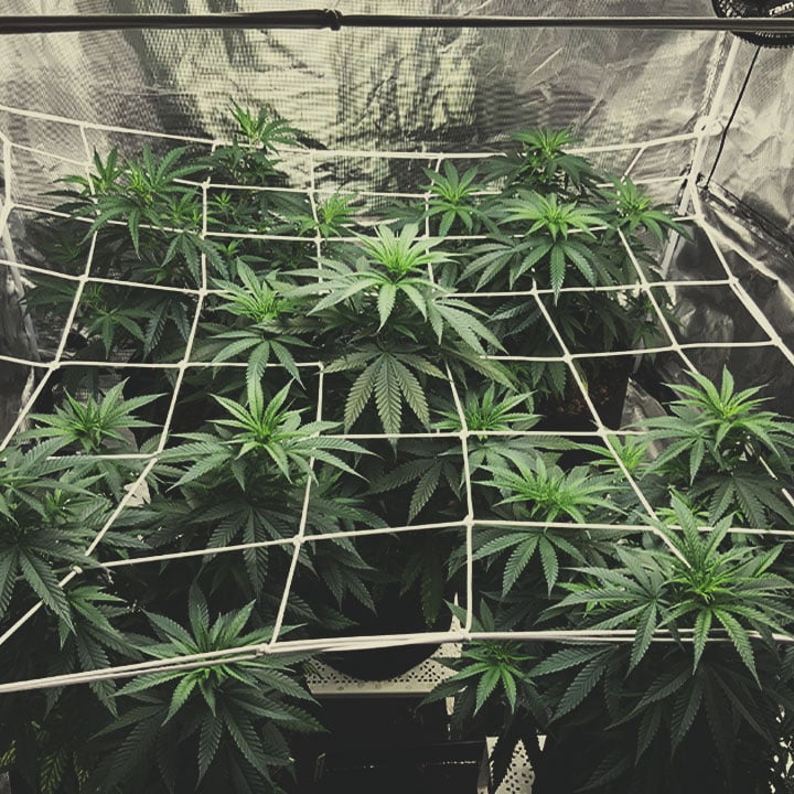 Cannabisanbau mit der ScrOG-Methode (Screen of Green) - RQS Blog