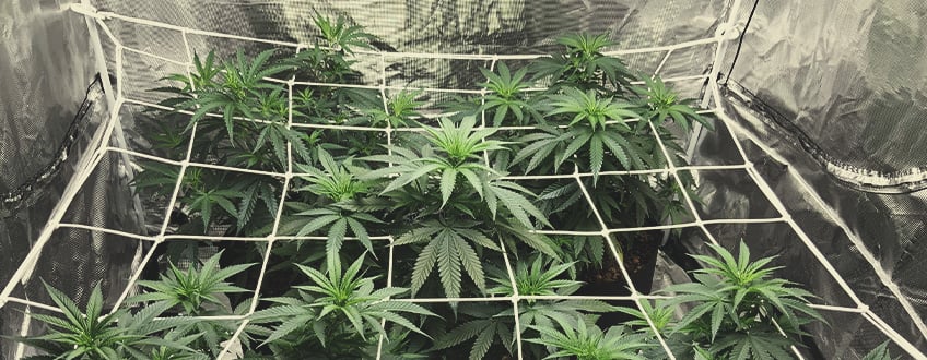 Wie man einen ScrOG anwendet: Wichtige Überlegungen Wie man einen ScrOG anwendet: Wichtige Überlegungen