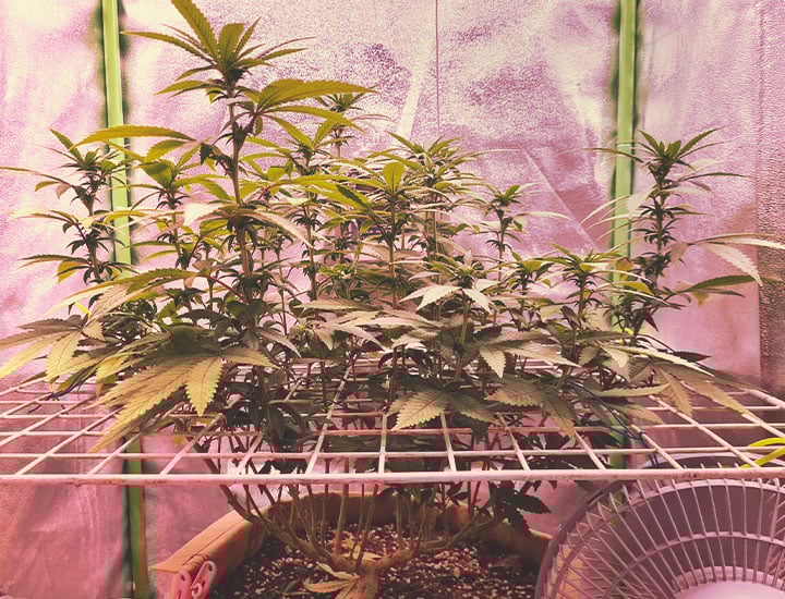 Topping and Training Autoflowering Cannabis Topping and Training Autoflowering Cannabis