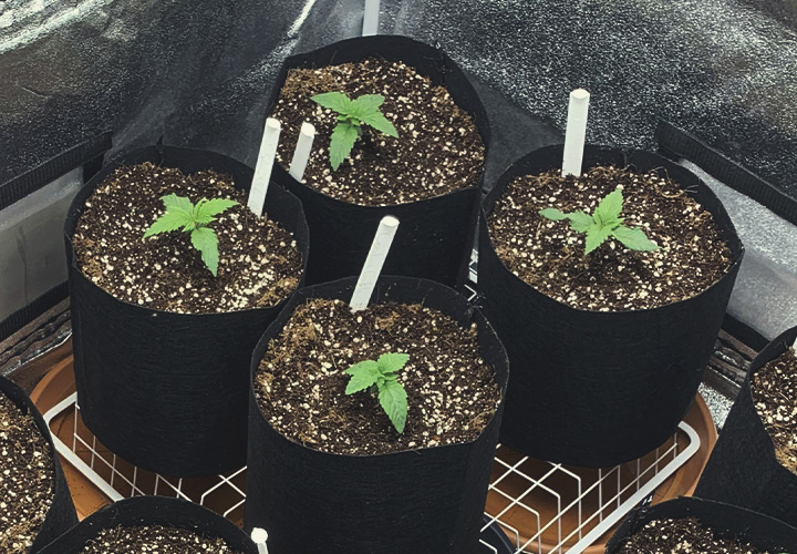 Cannabis seedling Cannabis seedling
