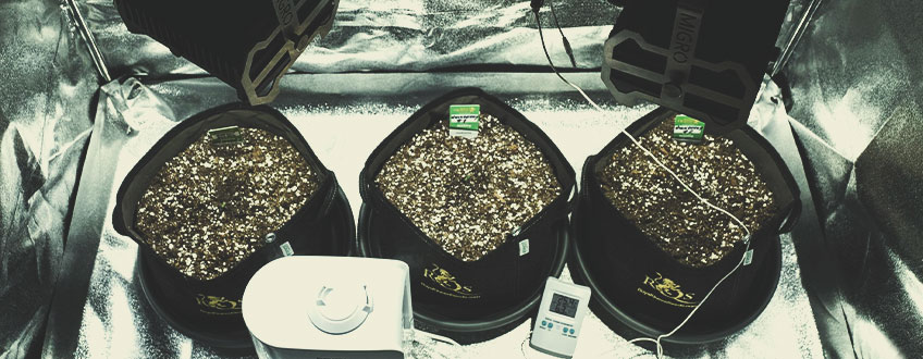 DIE BASICS: OPTIMIERUNG VON LICHT, TEMPERATUR UND LUFTFEUCHTIGKEIT FÜR CANNABISSÄMLINGE DIE BASICS: OPTIMIERUNG VON LICHT, TEMPERATUR UND LUFTFEUCHTIGKEIT FÜR CANNABISSÄMLINGE