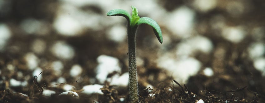 Seedling Seedling