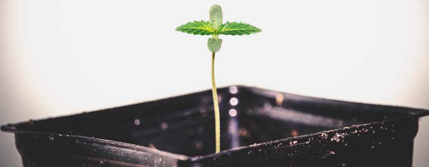 Seedling Seedling