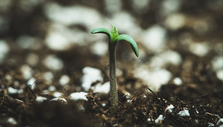 Seedling Seedling