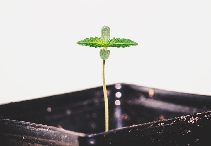 Seedling Seedling