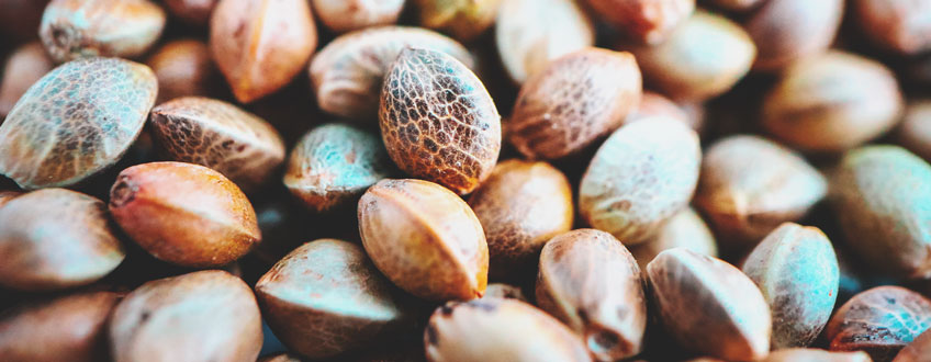Cannabis Seeds Cannabis Seeds