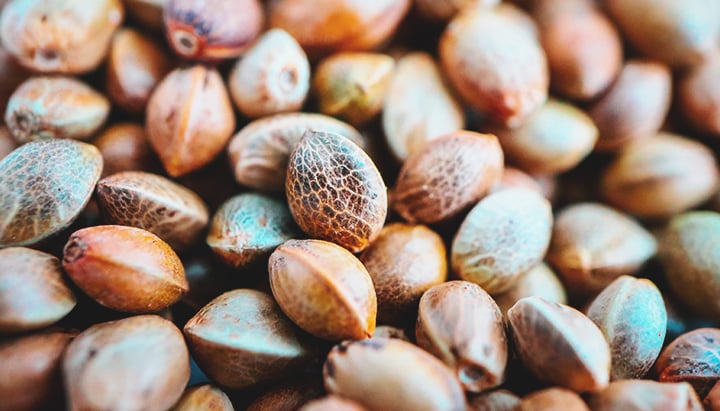 Cannabis Seeds Cannabis Seeds