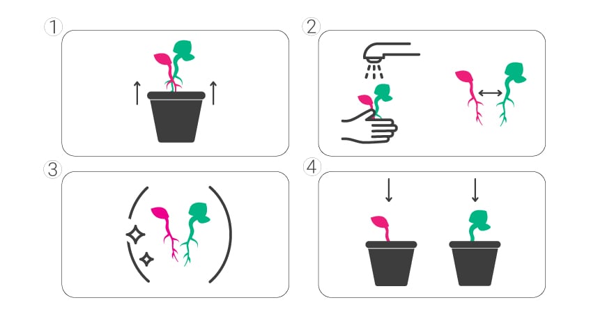 How to separate twin seedlings How to separate twin seedlings