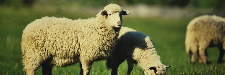 Bio-Kompost aus Schafen Bio-Kompost aus Schafen