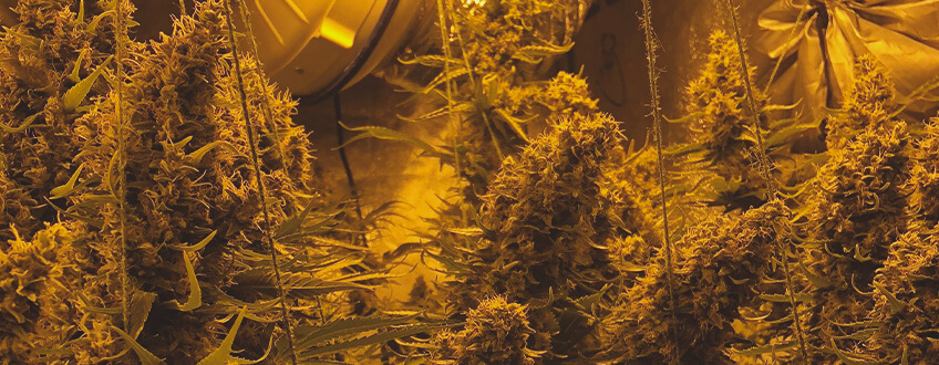 Shining Silver Haze Shining Silver Haze