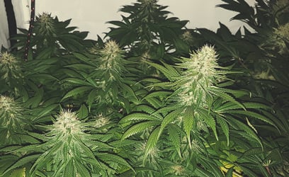 Shining silver haze_50