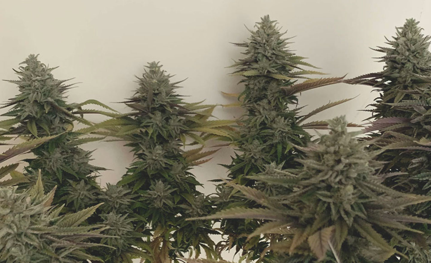 Top 10 High-Yielding Outdoor Cannabis Strains Top 10 High-Yielding Outdoor Cannabis Strains