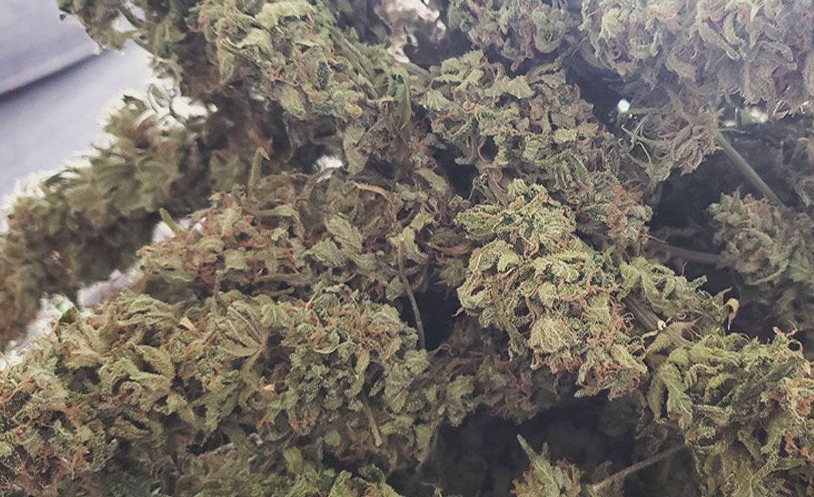 Top 10 High-Yielding Outdoor Cannabis Strains Top 10 High-Yielding Outdoor Cannabis Strains