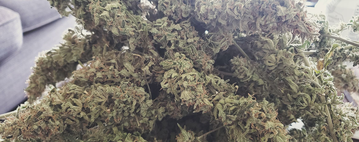 Top 10 High-Yielding Outdoor Cannabis Strains Top 10 High-Yielding Outdoor Cannabis Strains