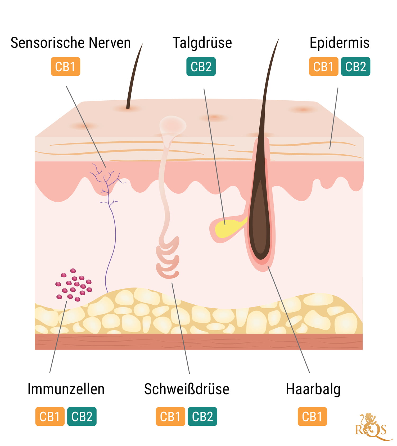 Das Endocannabinoid-System und die Haut Das Endocannabinoid-System und die Haut
