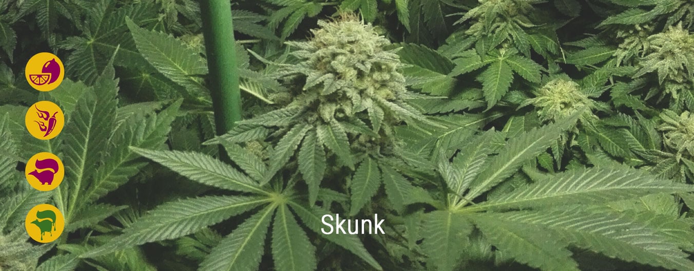 Die besten Skunk-Cannabissorten