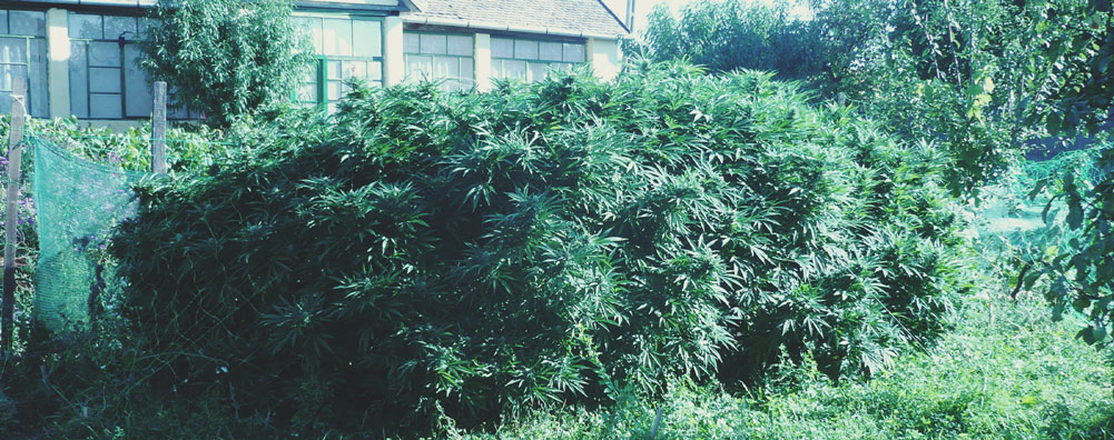 Top 10 High-Yielding Outdoor Cannabis Strains Top 10 High-Yielding Outdoor Cannabis Strains