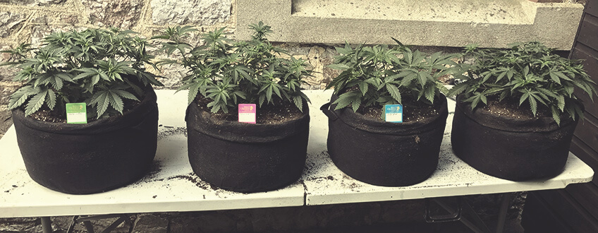 SMART POTS (STOFFTÖPFE) SMART POTS (STOFFTÖPFE)