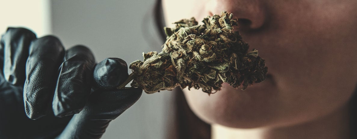 Worauf man bei der Verkostung von Weed achten sollte: Aussehen Worauf man bei der Verkostung von Weed achten sollte: Aussehen