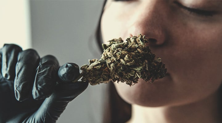 Worauf man bei der Verkostung von Weed achten sollte: Aussehen Worauf man bei der Verkostung von Weed achten sollte: Aussehen