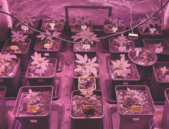 Topping and Training Autoflowering Cannabis Topping and Training Autoflowering Cannabis