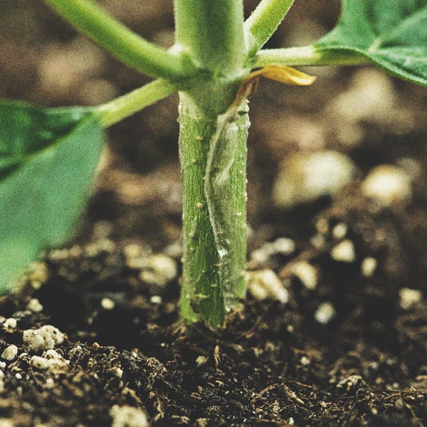 Weed kostengünstig anbauen: indoor und outdoor