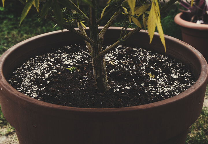 Alte Erde Für Den Cannabisanbau Wiederverwenden Alte Erde Für Den Cannabisanbau Wiederverwenden