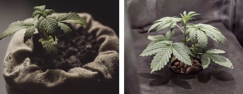 Wie man eine Enzymlösung auf Cannabispflanzen anwendet