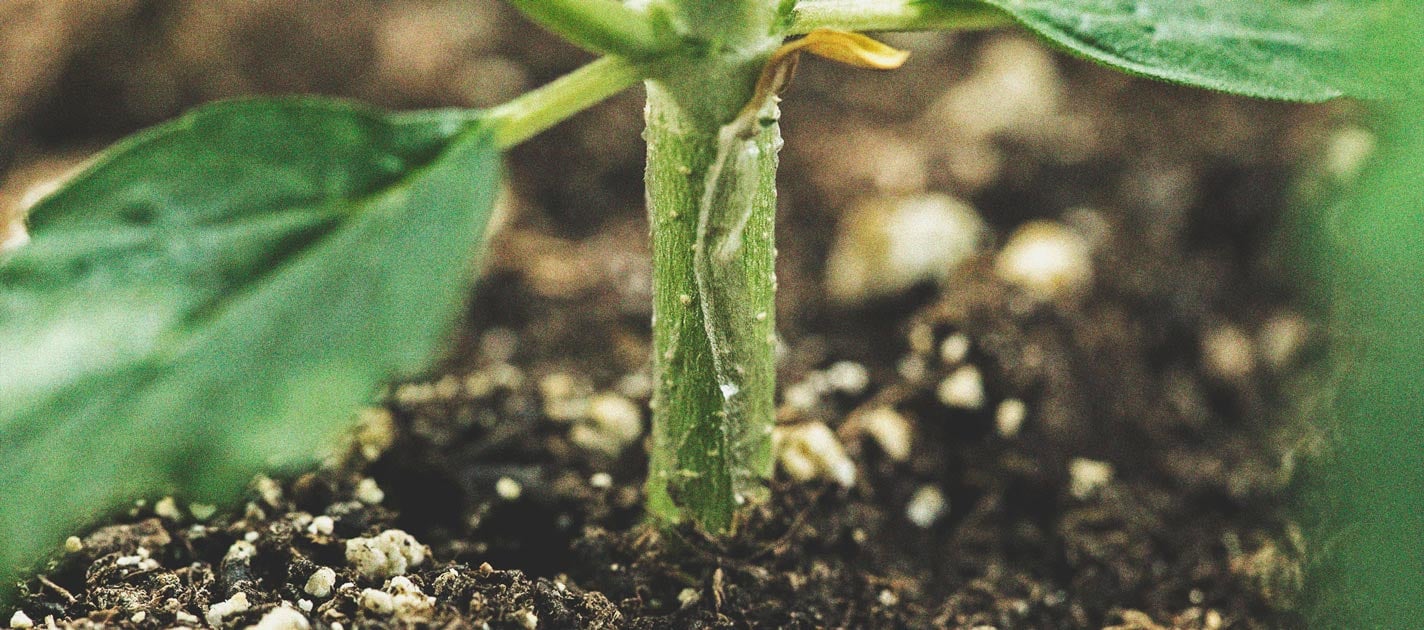 Weed kostengünstig anbauen: indoor und outdoor