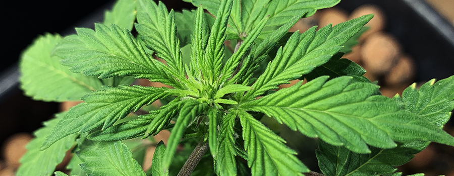 Solomatic CBD Solomatic CBD