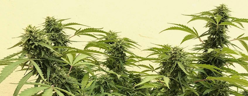 Sour Diesel Sour Diesel