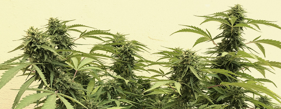 Sour Diesel Sour Diesel